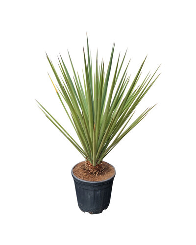  Yucca baccata (medium)