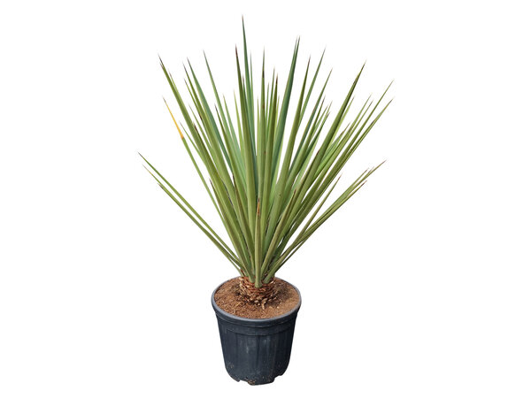 Yucca baccata (medium)
