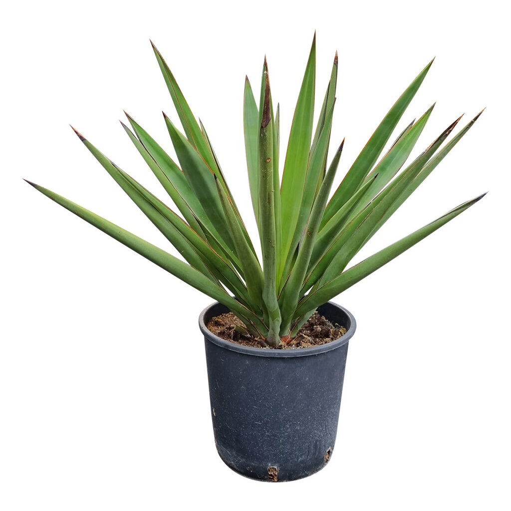 Yucca faxoniana (small)