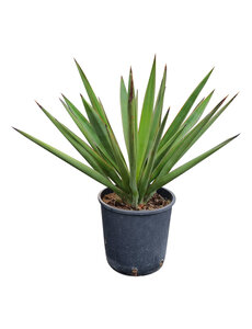 Yucca faxoniana (small)