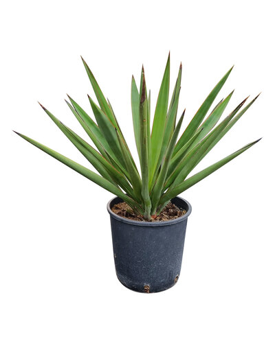 Yucca faxoniana (small)