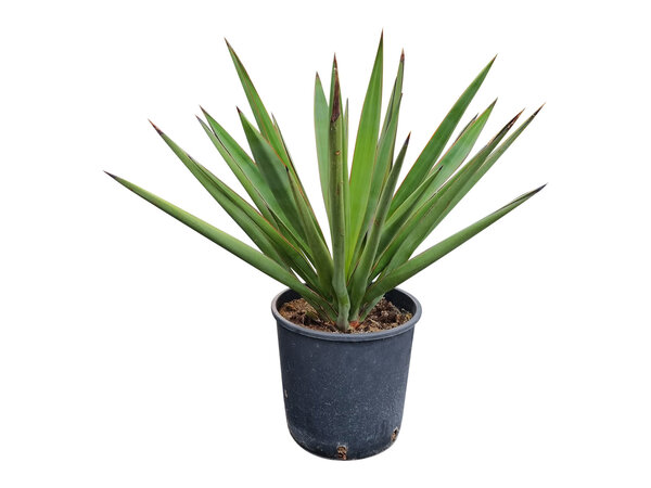 Yucca faxoniana (small)