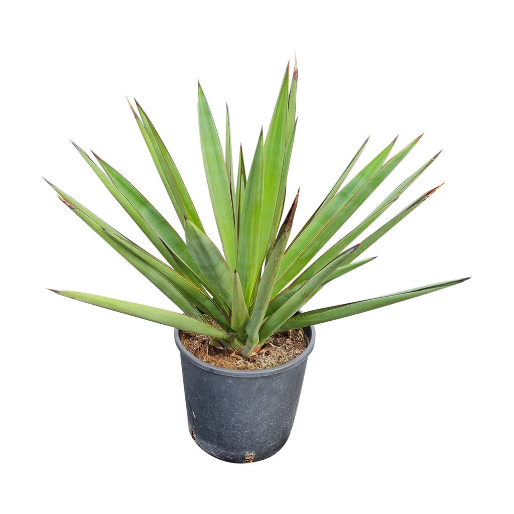 Yucca faxoniana (small)