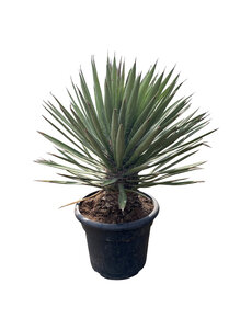 Yucca filifera australis 80-90 cm