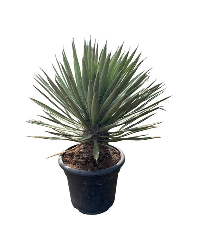 Yucca filifera australis 80-90 cm