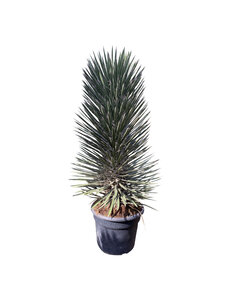 Yucca filifera australis 100-125 cm