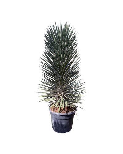  Yucca filifera australis 100-125 cm