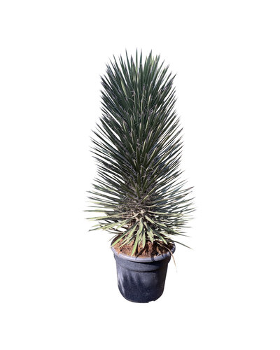 Yucca filifera australis 100-125 cm