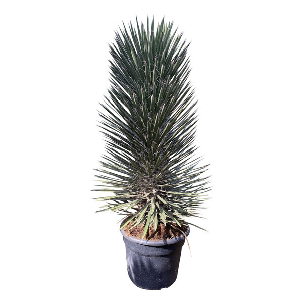 Yucca filifera australis 100-125 cm
