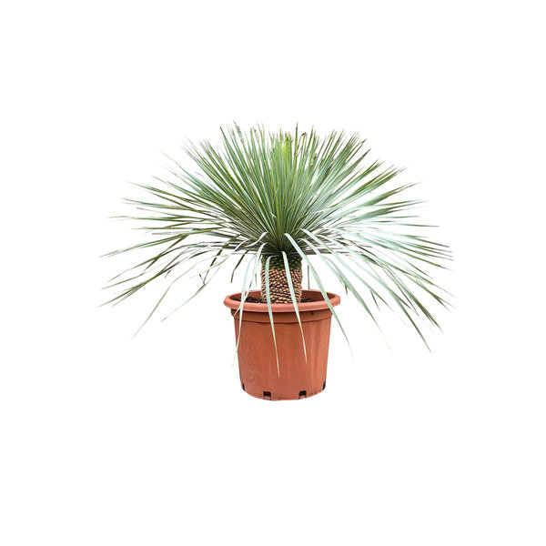 Yucca rostrata "Superior" 40-50 cm