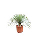  Yucca rostrata "Superior" 40-50 cm