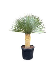  Yucca rostrata "Superior" 110-120 cm
