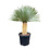 Yucca rostrata "Superior" 110-120 cm
