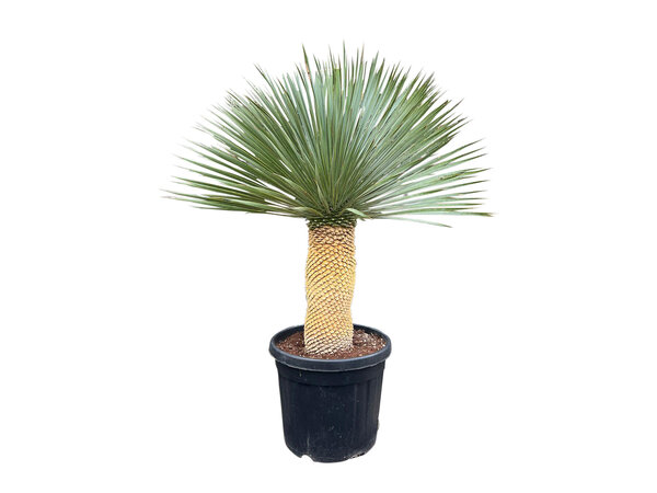 Yucca rostrata "Superior" 110-120 cm