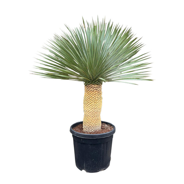 Yucca rostrata "Superior" 110-120 cm
