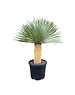  Yucca rostrata "Superior" 110-120 cm