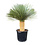 Yucca rostrata "Superior" 100-110 cm
