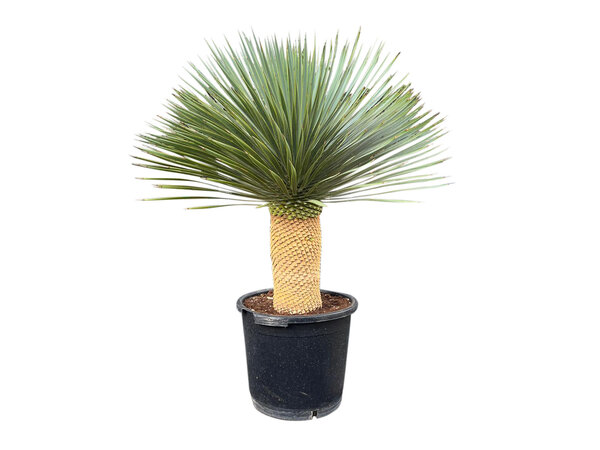 Yucca rostrata "Superior" 100-110 cm