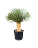  Yucca rostrata "Superior" 100-110 cm