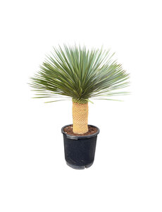  Yucca rostrata "Superior" 90-100 cm