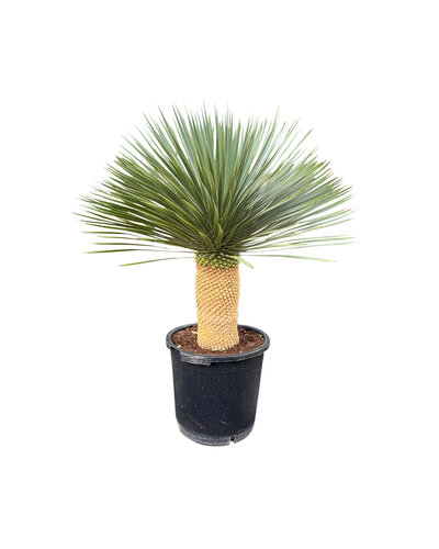  Yucca rostrata "Superior" 90-100 cm