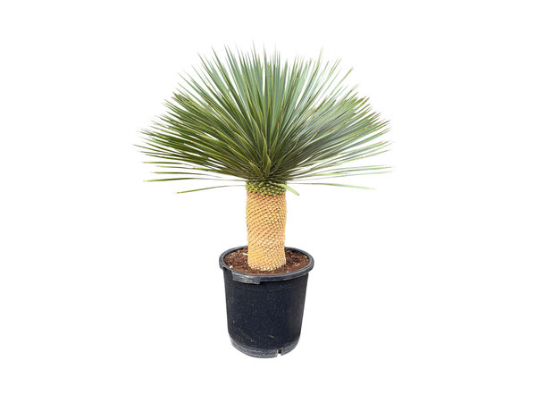 Yucca rostrata "Superior" 90-100 cm
