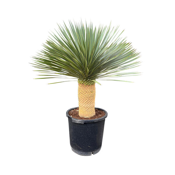 Yucca rostrata "Superior" 90-100 cm