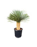  Yucca rostrata "Superior" 90-100 cm