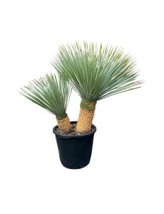  Yucca Rostrata "Multitrunc" (NO:1)