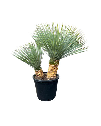 Yucca Rostrata "Multitrunc" (NO:1)