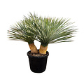 Yucca Rostrata "Multitrunc" (NO:3)