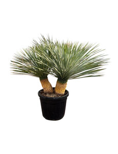  Yucca Rostrata "Multitrunc" (NO:3)