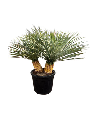 Yucca Rostrata "Multitrunc" (NO:3)