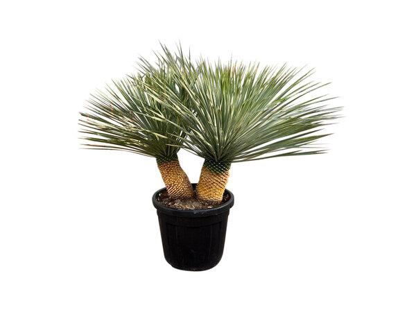 Yucca Rostrata "Multitrunc" (NO:3)