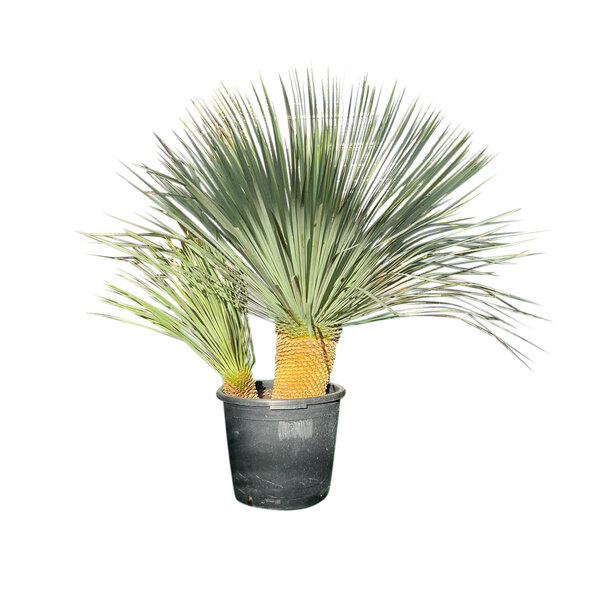 Yucca Rostrata "Multitrunc" (NO:4)