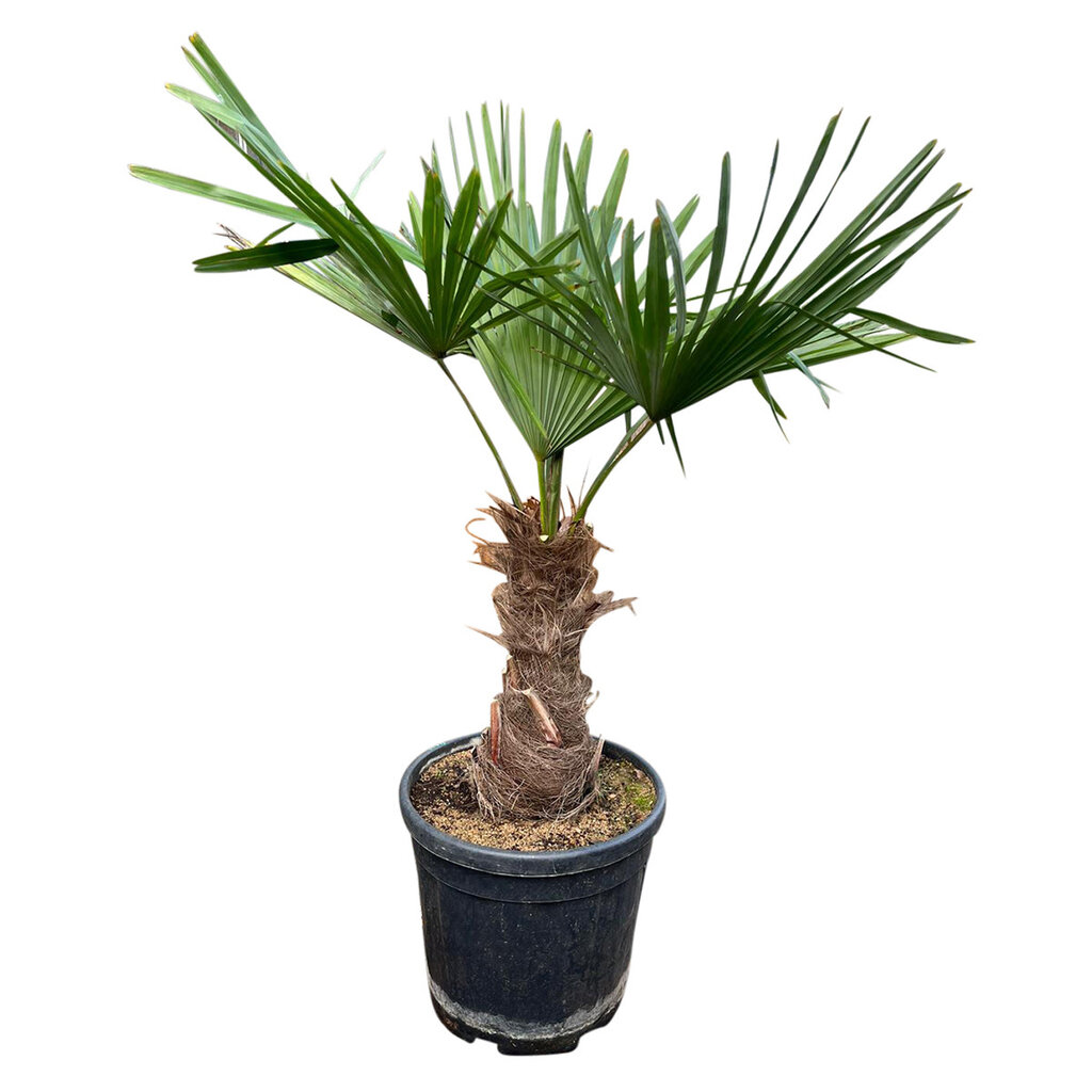 Trachycarpus fortunei stamhoogte 35 cm