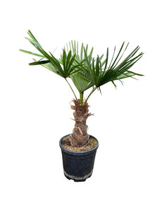 Trachycarpus fortunei stamhoogte 35 cm
