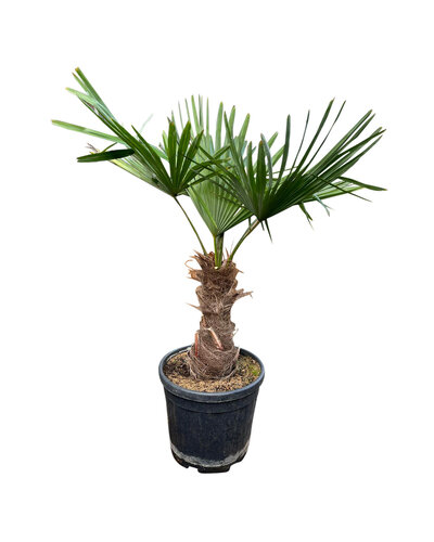  Trachycarpus fortunei stamhoogte 35 cm