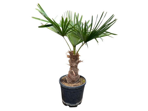 Trachycarpus fortunei stamhoogte 35 cm