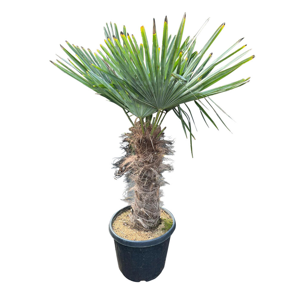 Trachycarpus fortunei stamhoogte 55 cm