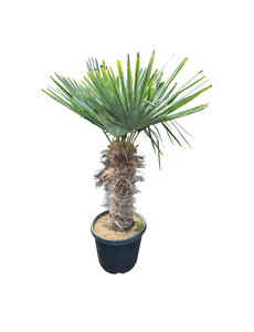 Trachycarpus fortunei stamhoogte 55 cm