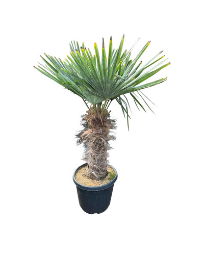  Trachycarpus fortunei stamhoogte 55 cm