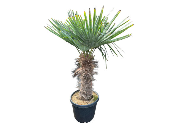 Trachycarpus fortunei stamhoogte 55 cm
