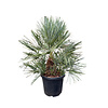  Chamaerops humilis "cerifera" (pot 35 liter)