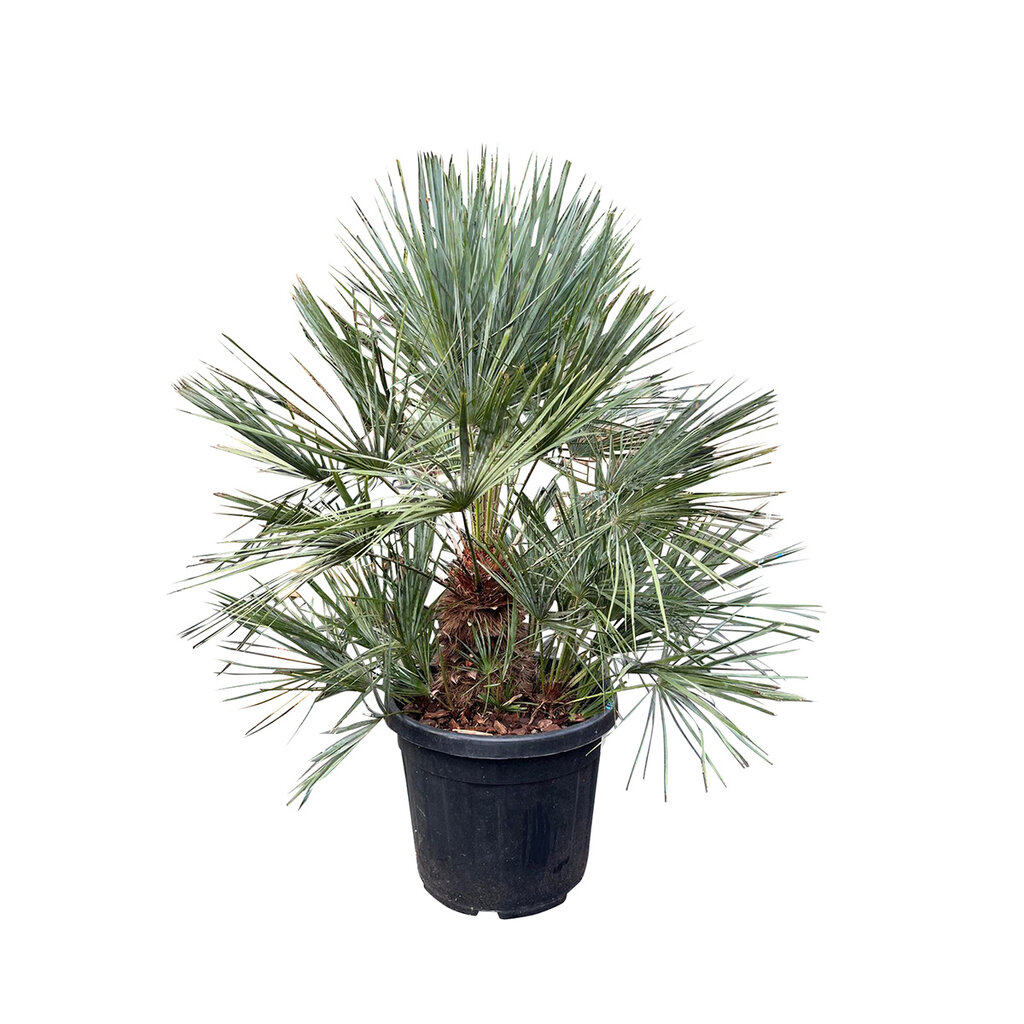 Chamaerops humilis "cerifera" (pot 35 liter)