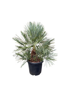 Chamaerops humilis "cerifera" (pot 35 liter)