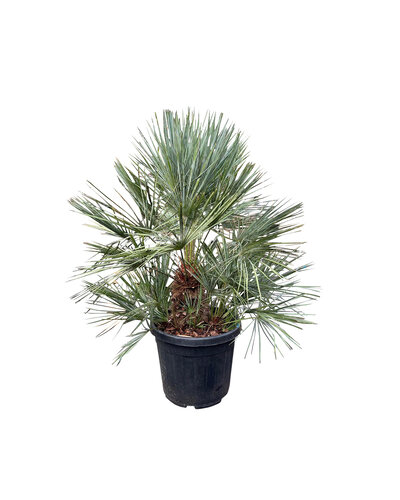  Chamaerops humilis "cerifera" (pot 35 liter)