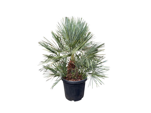 Chamaerops humilis "cerifera" (pot 35 liter)