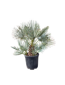  Chamaerops humilis "cerifera"  (pot 25 liter)