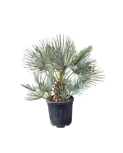  Chamaerops humilis "cerifera"  (pot 20 liter)